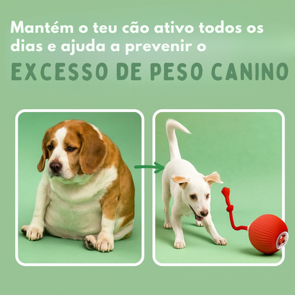 CãoFun™ - Bola de Aventura Interativa para os seus Cães